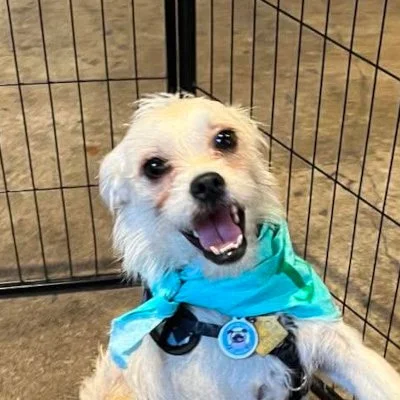 Fergus