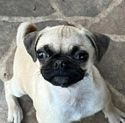 Electra