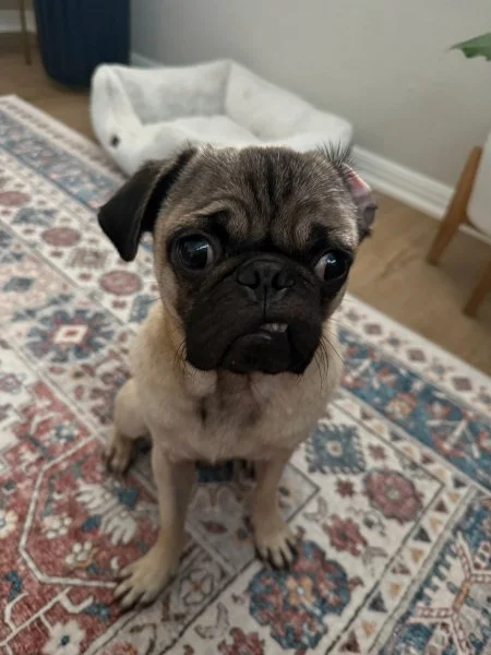 rolo06.jpg