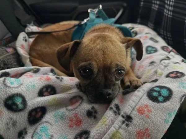 Help Mend Mateo's Heart