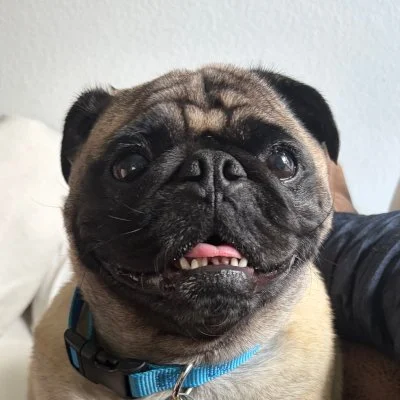 Pugzilla