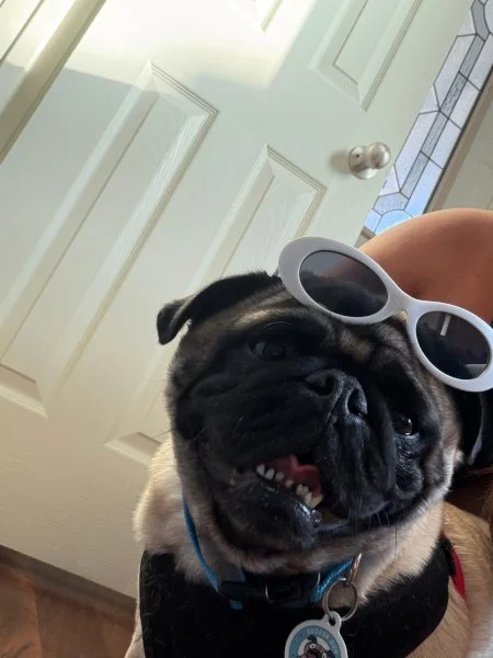 pugzilla08.jpg