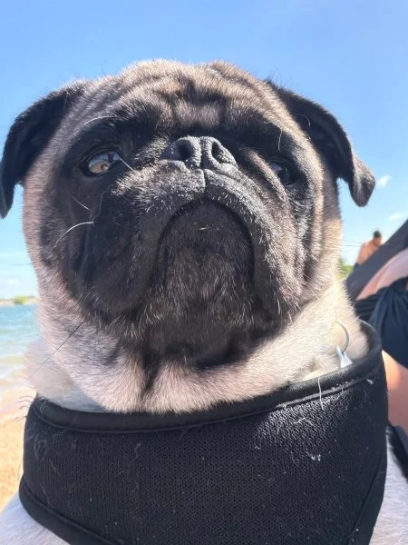 pugzilla07.jpg