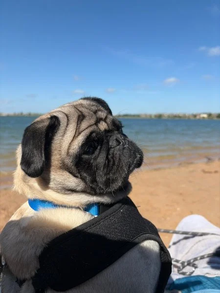 pugzilla06.jpg