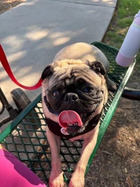 pugzilla04.jpg
