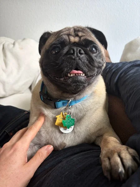pugzilla03.jpg