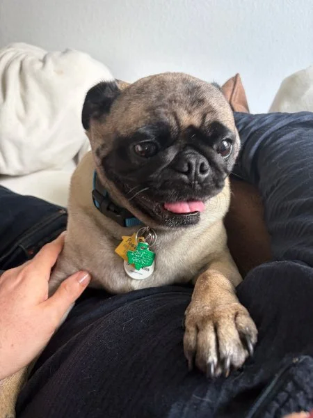 pugzilla02.jpg