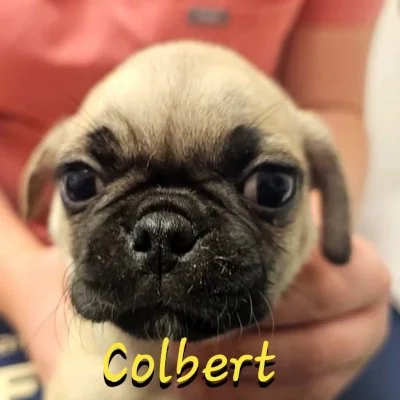 Colbert