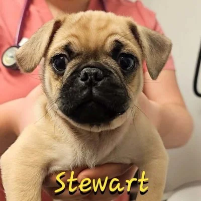 Stewart