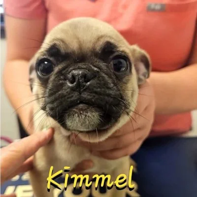 Kimmel