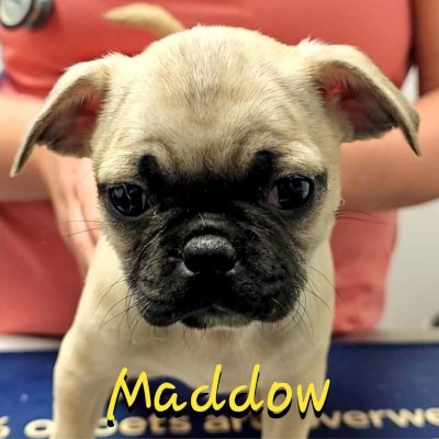 Maddow