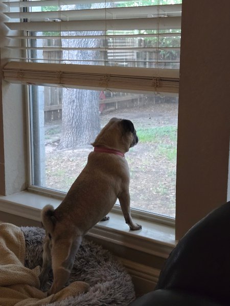 tallulah08.jpg