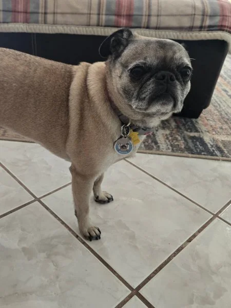tallulah07.jpg