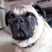Sumo