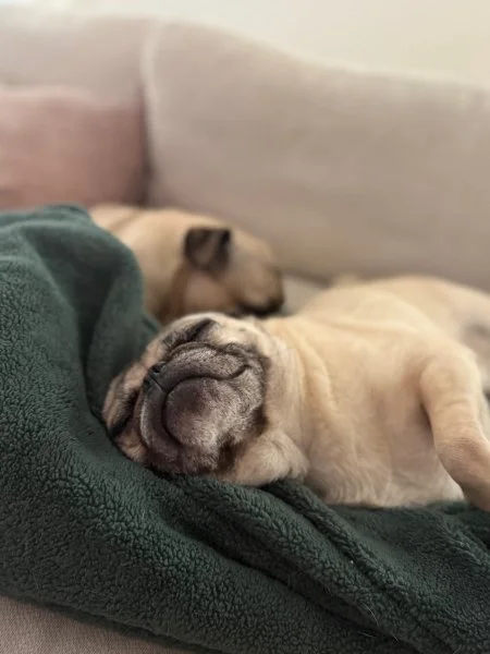howie-vinny11.jpg