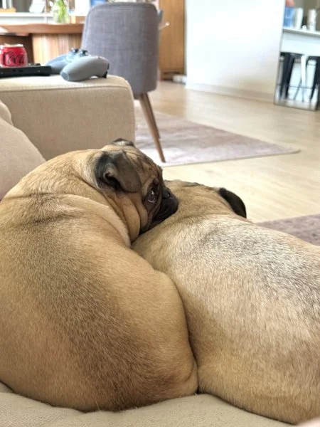 howie-vinny08.jpg