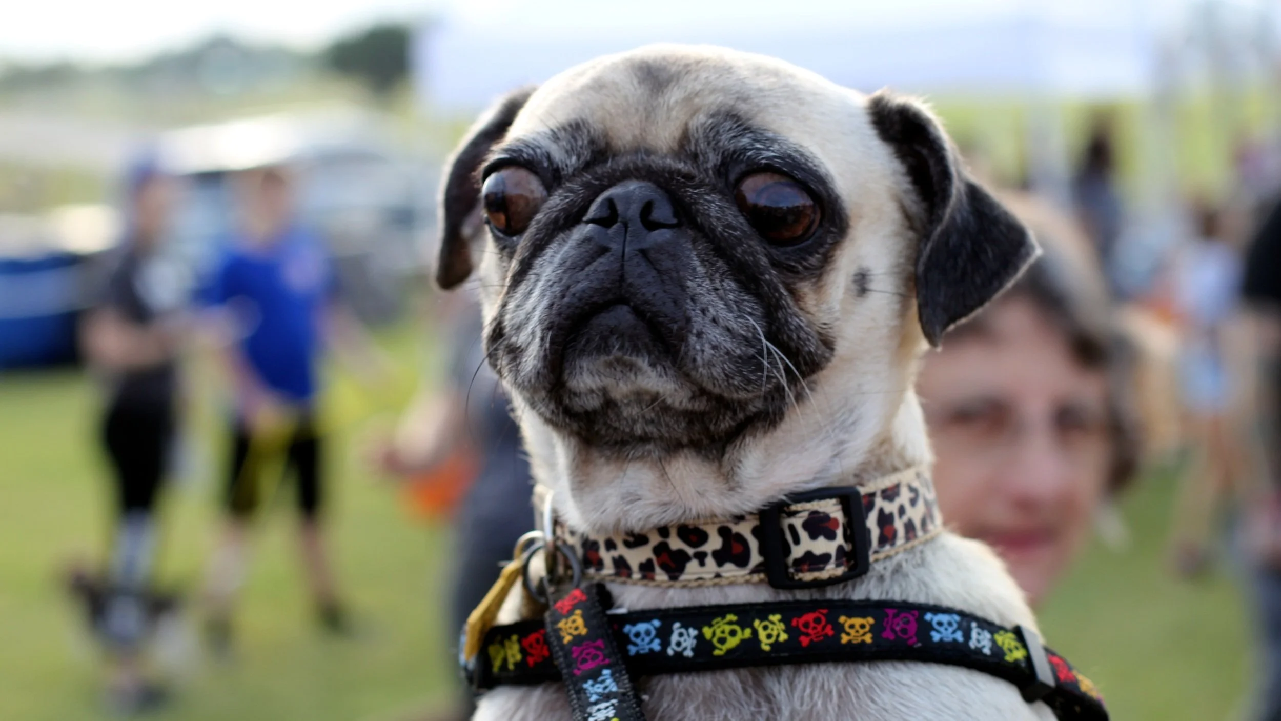 Help Pug Pug Rescue of Austin