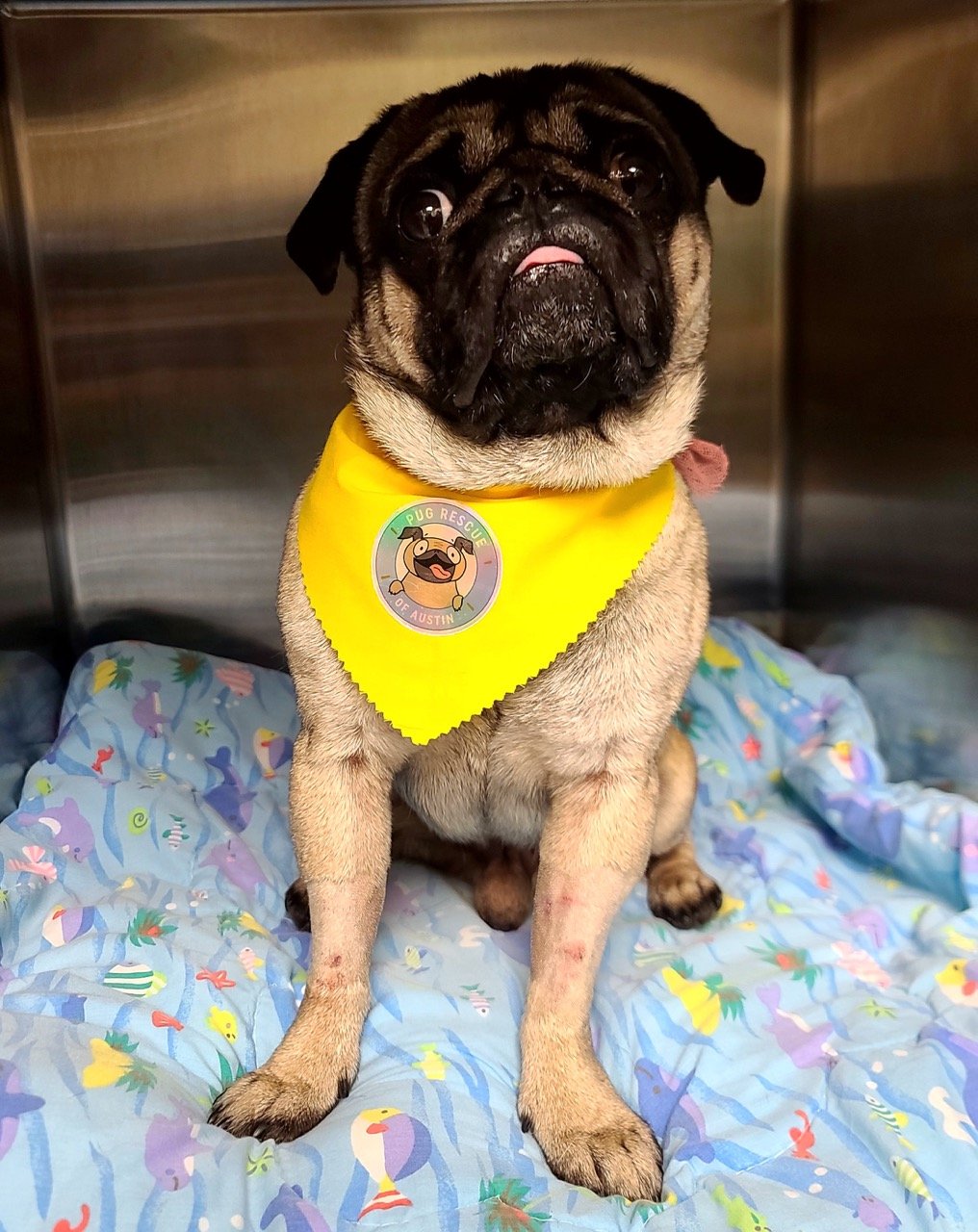 Helios Needs Your Help Pug Rescue Of Austin helios-needs-your-help-pug-rescue-of-austin