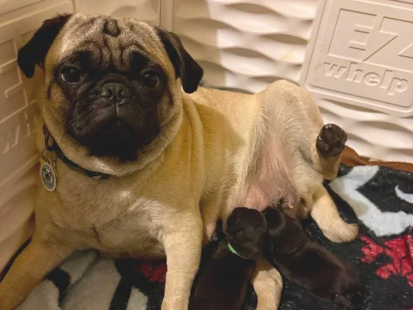 Toyota’s Emergency Delivery