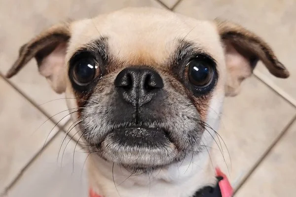 Bindi