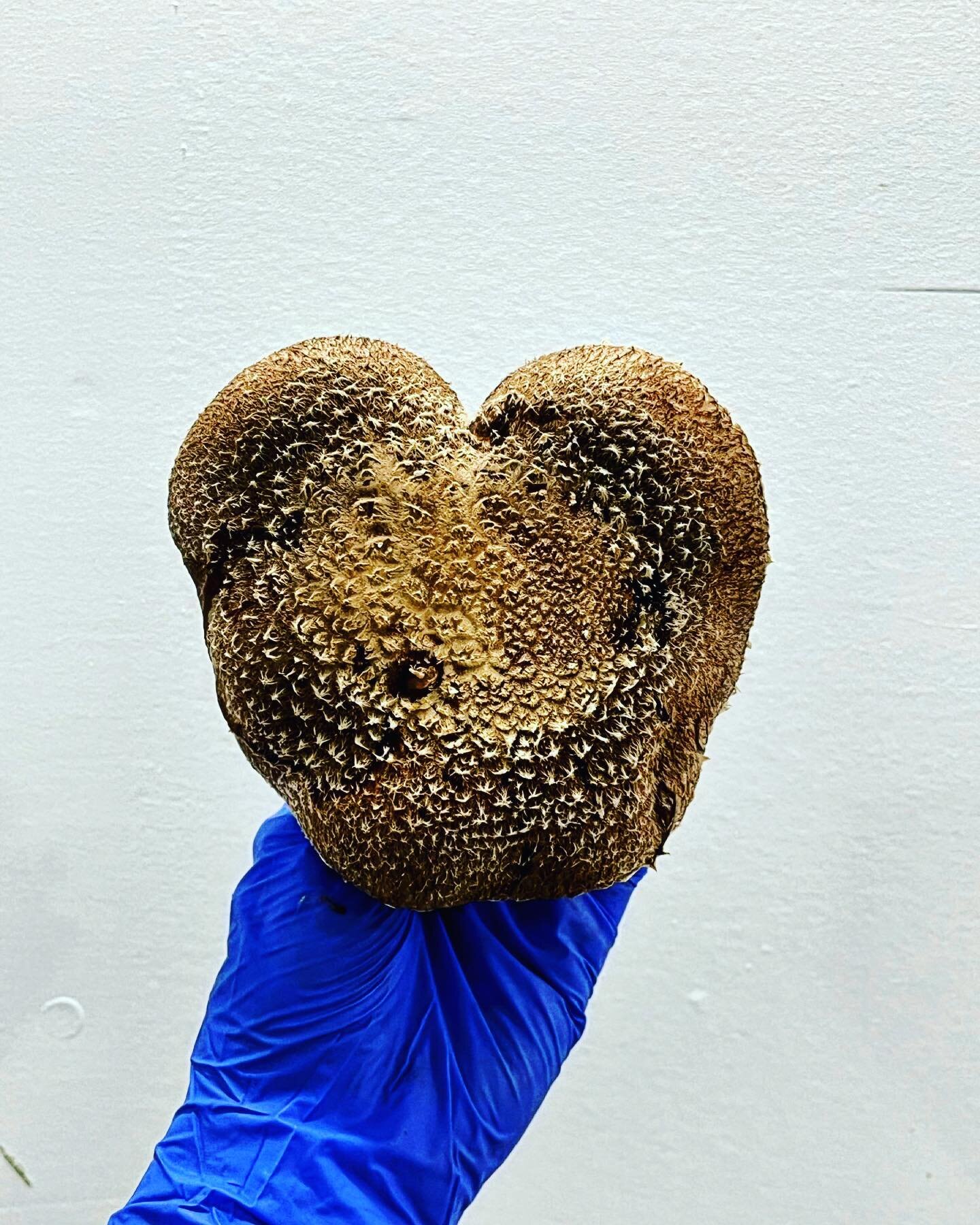 So mushroom in our hearts for you 💕 

Happy Valentines! Honestly- any excuse for a corny mushroom pun. 💕🍄😘