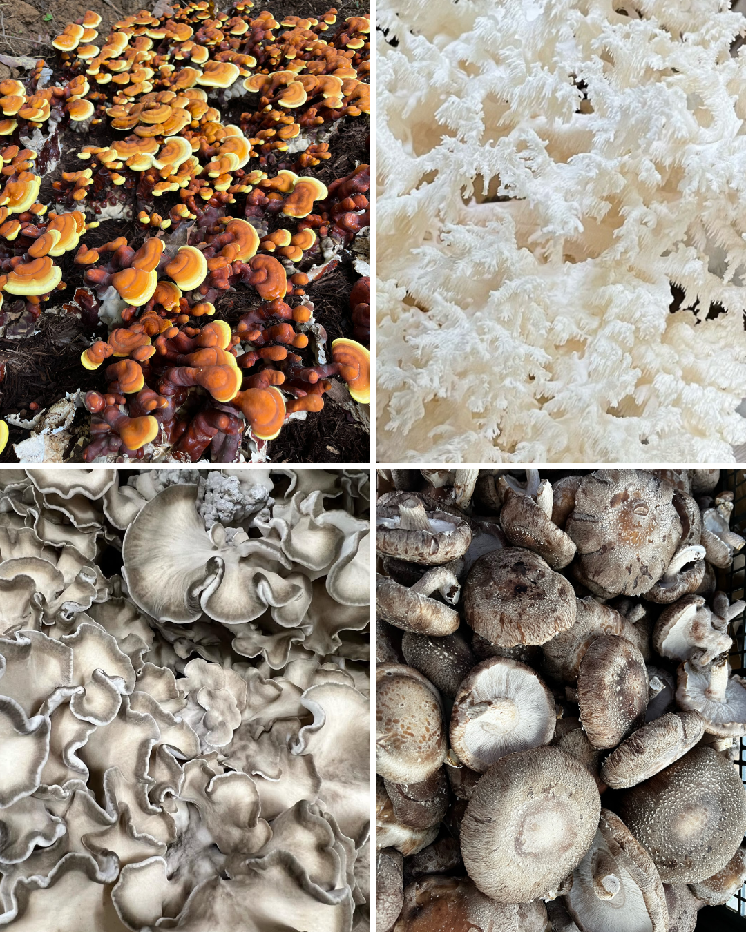 thumbnail_WBH Mushrooms only.png