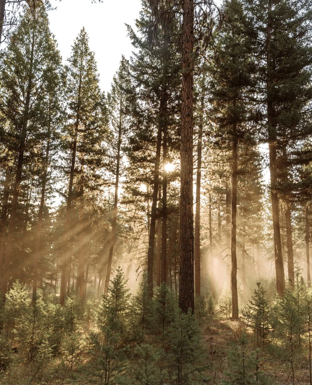 God didn&rsquo;t design us to run without stopping. Rest is built into His rhythm for renewal. Even the pause is holy.⁠
-⁠
&ldquo;Six days you shall do your work, but on the seventh day you shall rest&hellip; that you may be refreshed.&rdquo; Exodus 