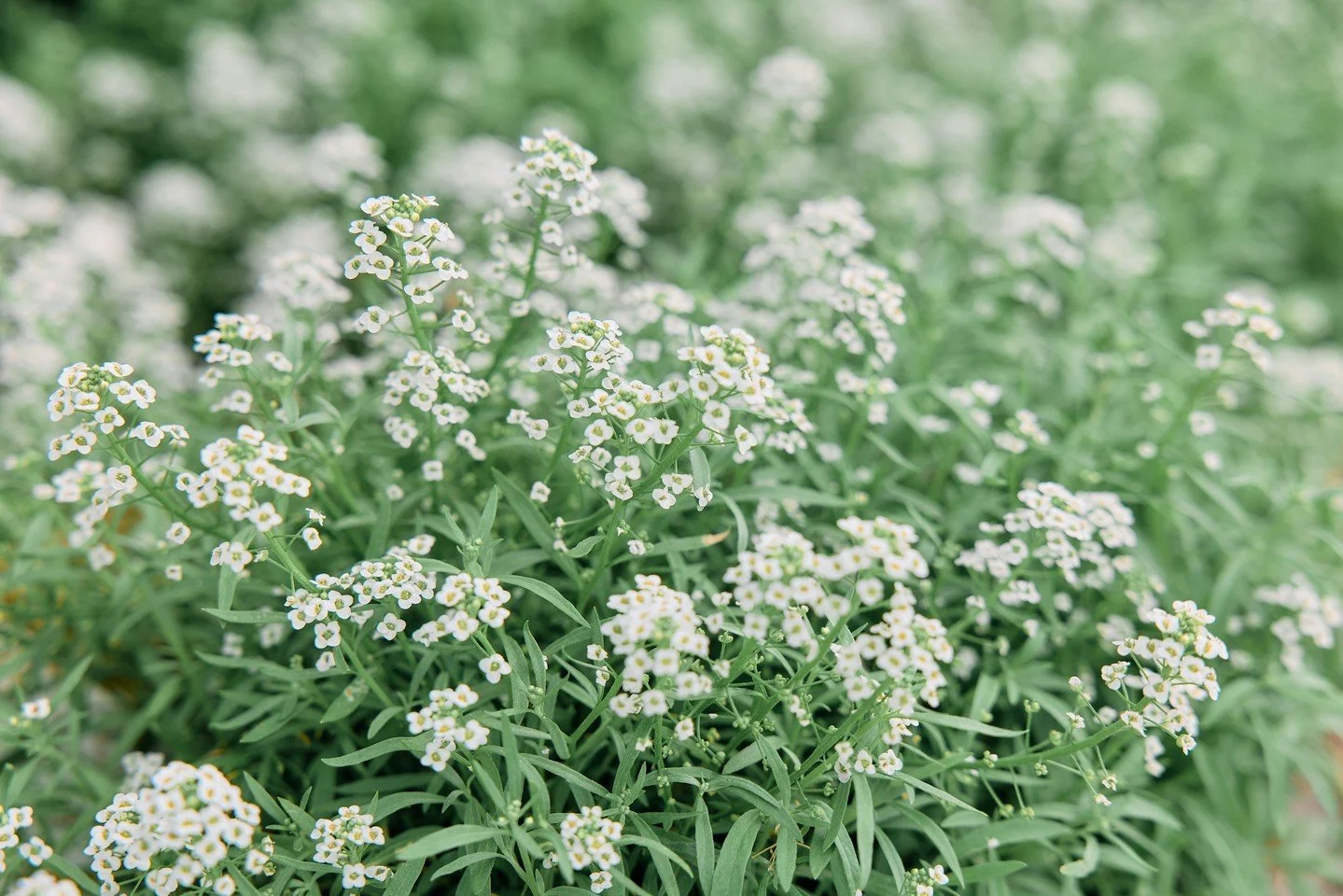 Exodus 32-33 remind us that we are more like the Israelites than we want to admit. We may not build golden calves, but our hearts drift just as easily. Distractions, worries, busyness, disappointment, or waiting longer than we expected can pull our a