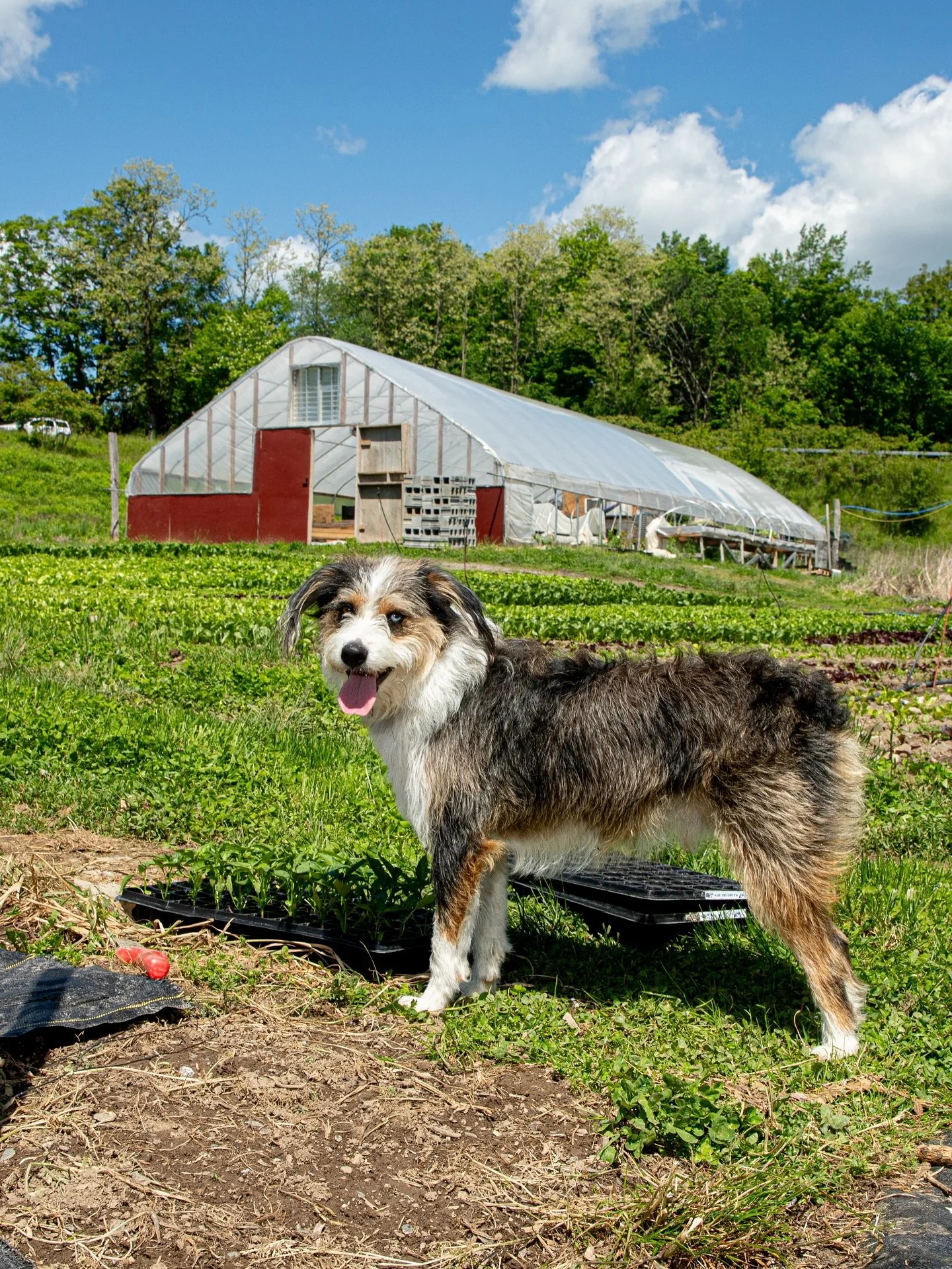 Here&rsquo;s my first cover story as a photographer📸

So honored that it&rsquo;s for @gentletimefarming &mdash; a queer and trans-led farm growing East Asian vegetables and cultivating care, community, and queer resilience.

In heavy time like these