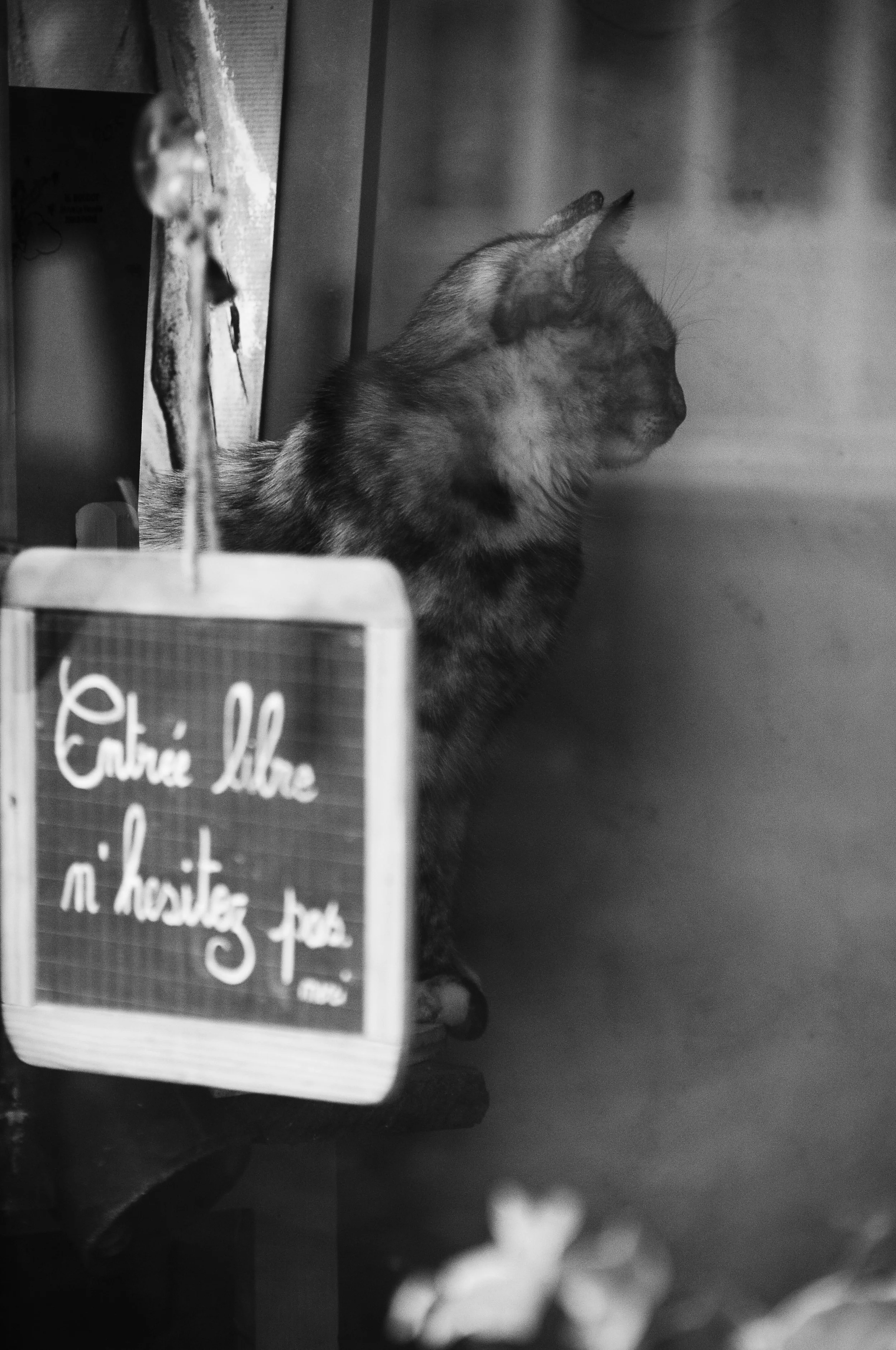 Cat through a shop window Paris street photography.jpg