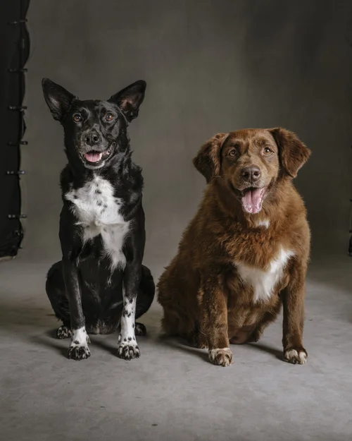 Humane Society for Greater Savannah