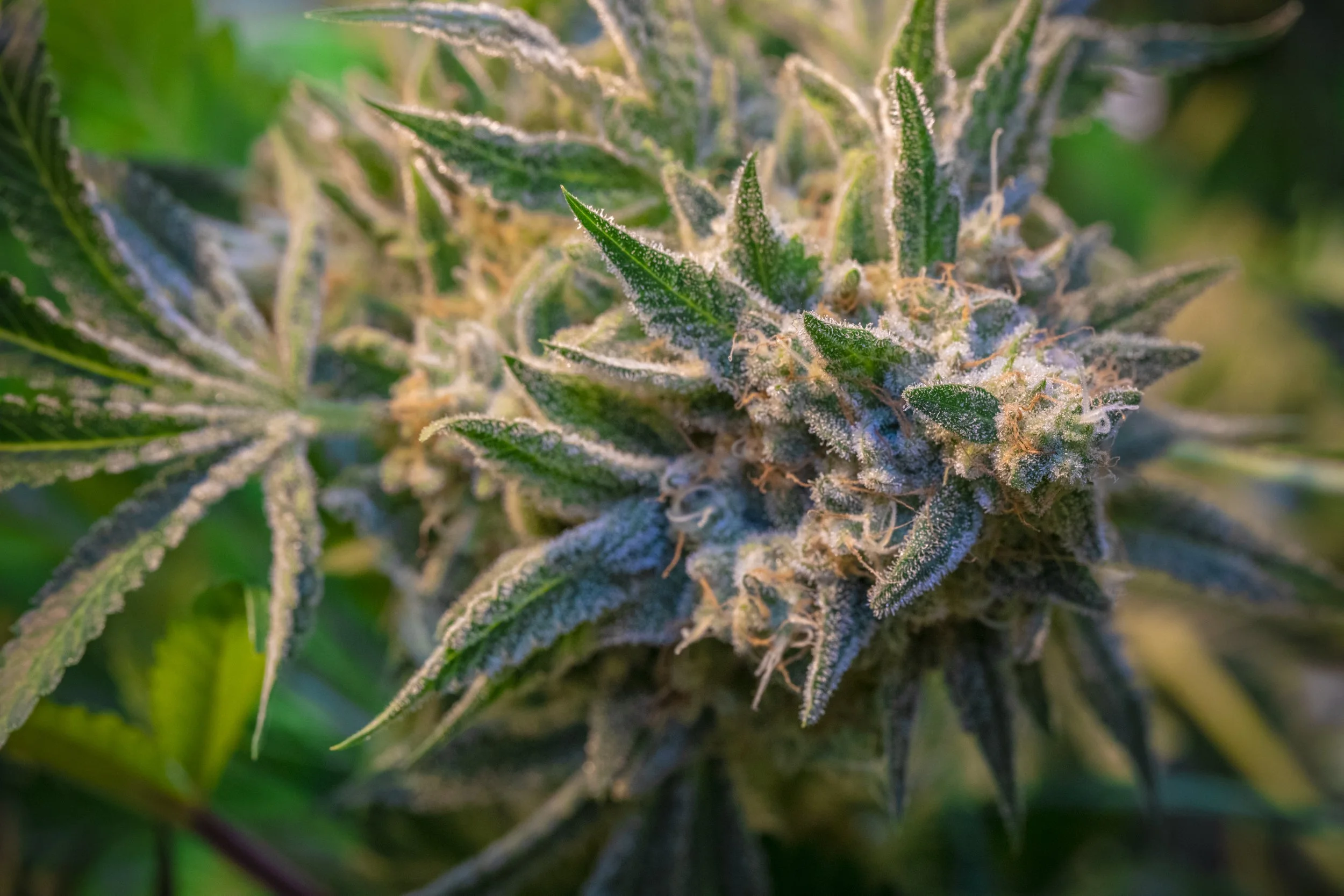 Giraffe Head — Heavyweight Heads