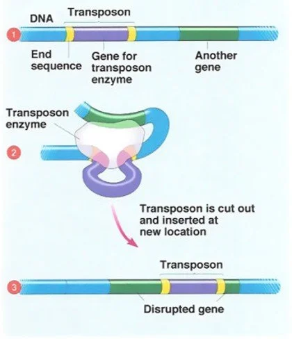 Mobile Genetic Elements Generate Diversity in Response to Environmental Stress