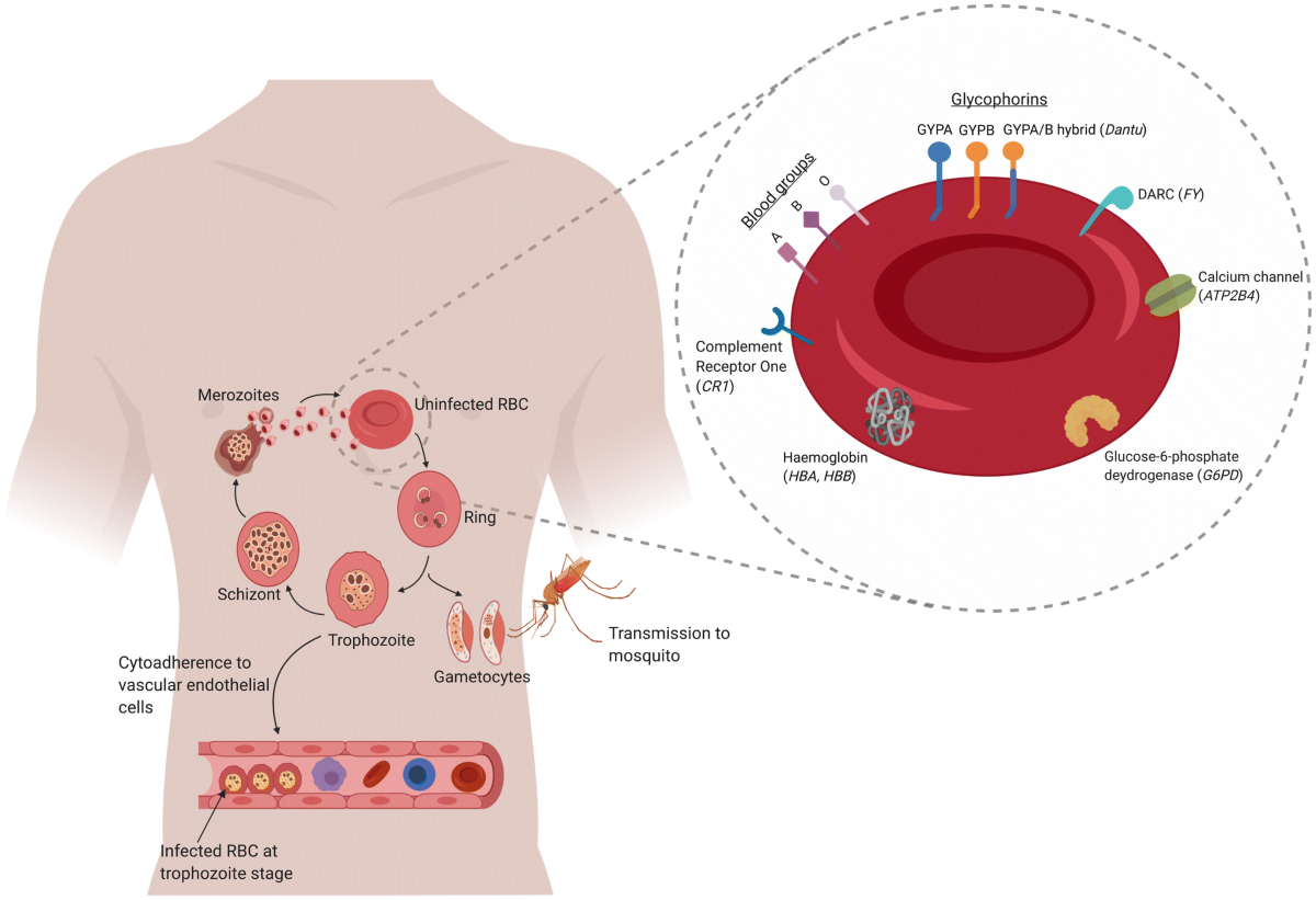 Mutation Rate in Protective Gene Against Malaria Higher in Malaria-prone Geolocations
