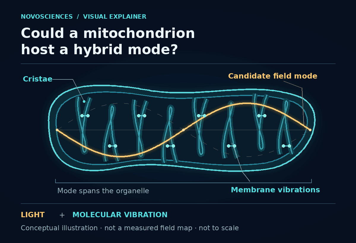 Animated conceptual cross-section of a mitochondrion. A gold standing wave spans the organelle while teal molecular vibration markers oscillate along its cristae.