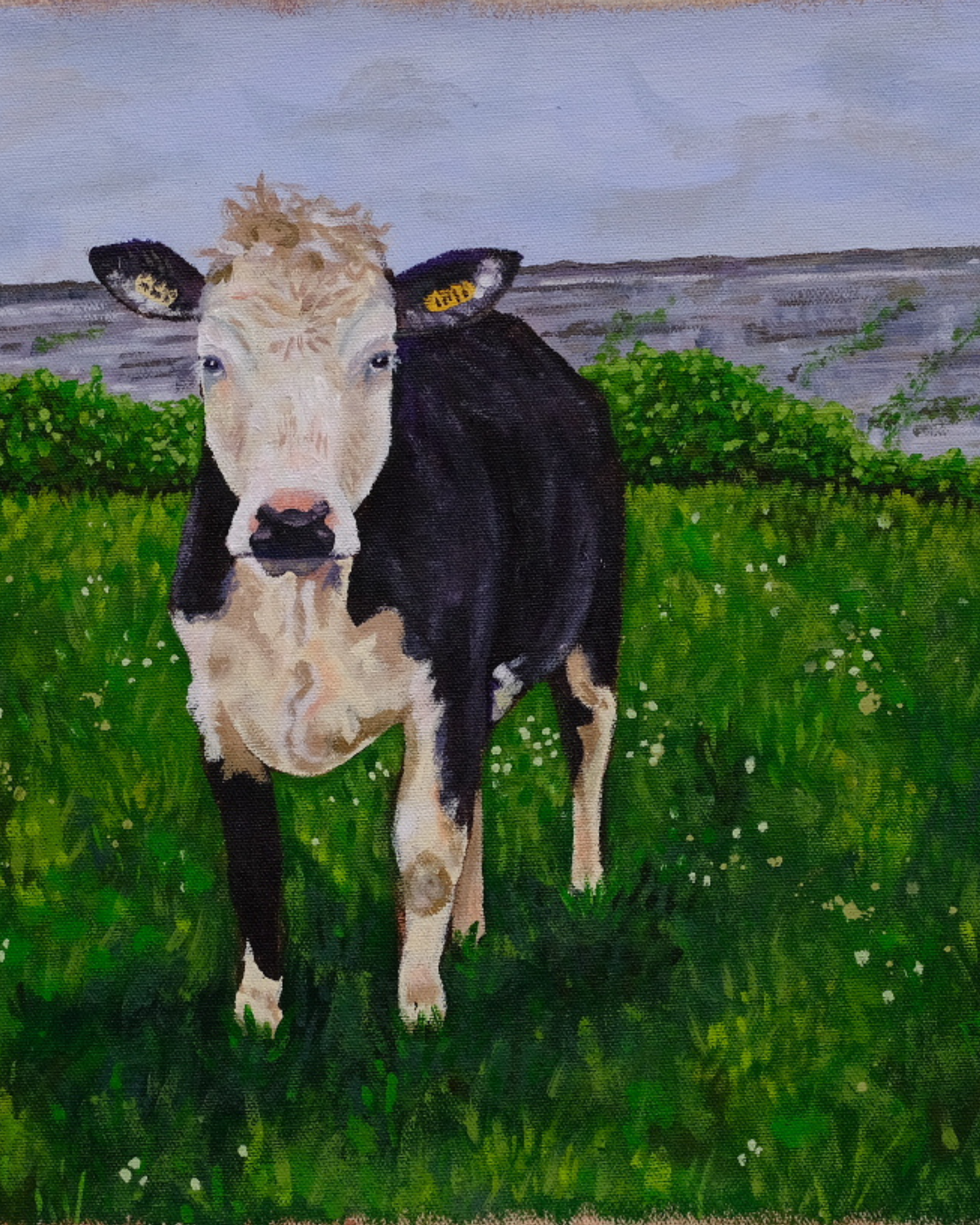 Ireland Cow, Acrylic on Canvas, 2026, 16" x 20" Framed - $450