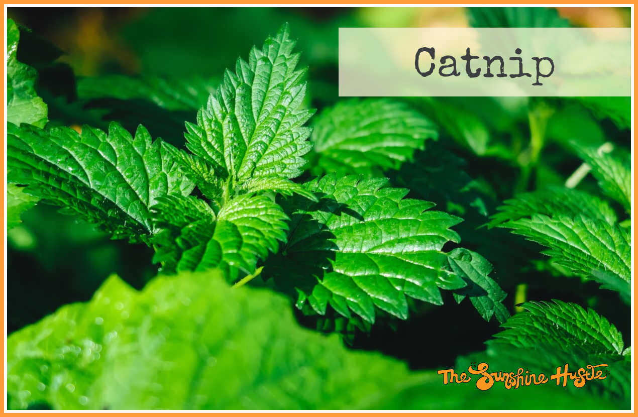 catnip tea for babies with hives