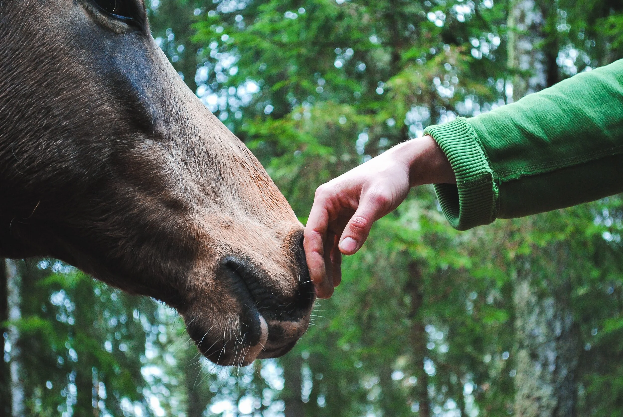 DISCOVERY HORSE