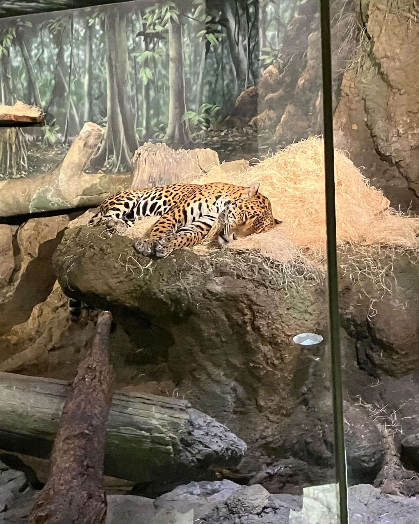 We had a blast visiting @mcy4567 and fam in Milwaukee! Including a fun trip to the zoo 😊