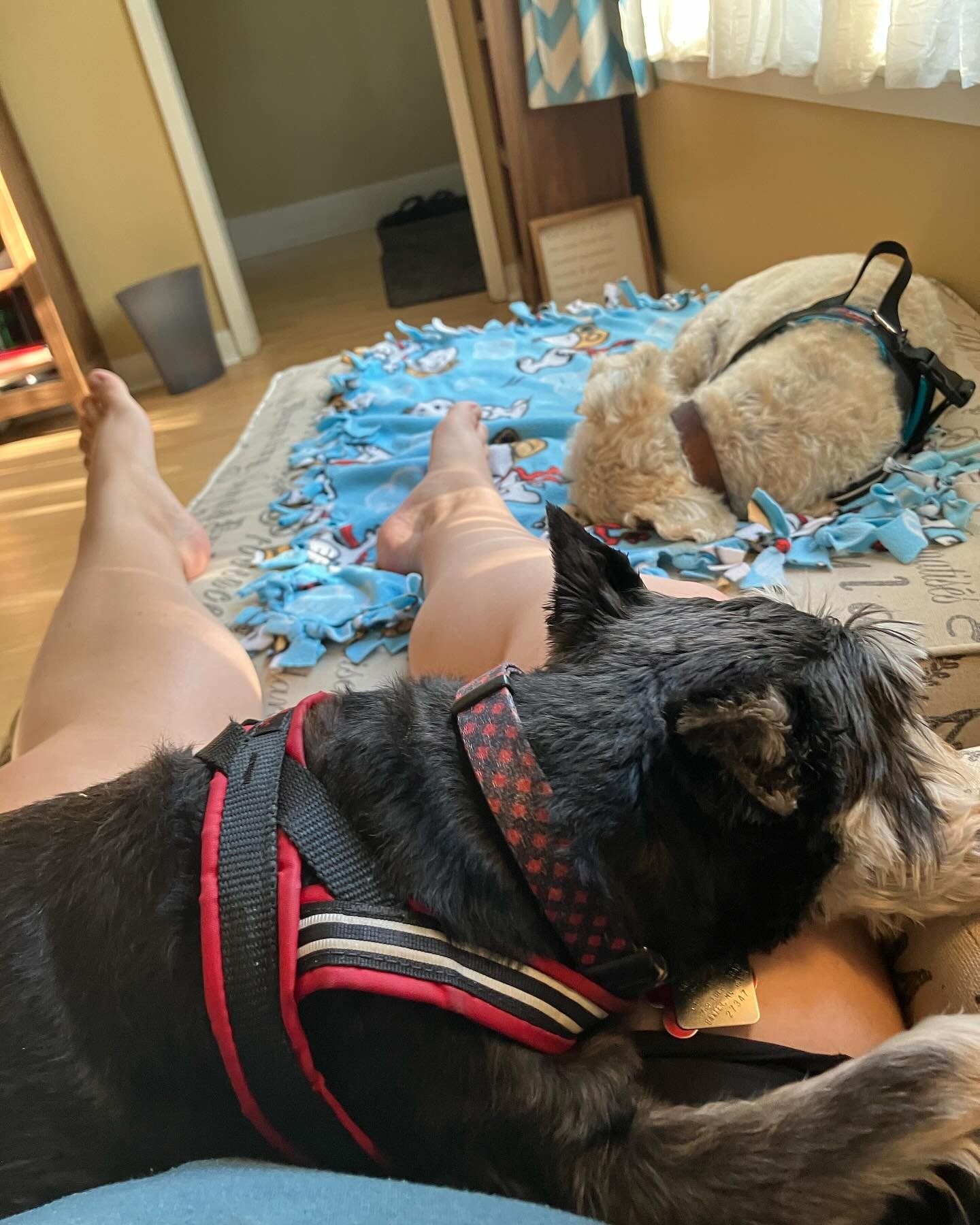 Matthew is still sleeping so I am having a lazy weekend morning with my pups ❤️