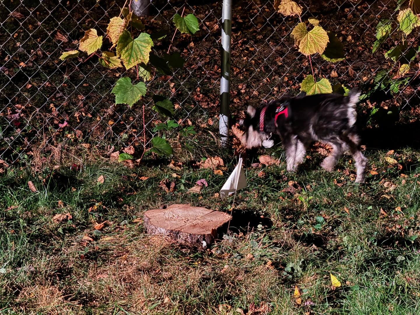 This week we said goodbye to our dying apple tree. Goldy and Jake are not fans