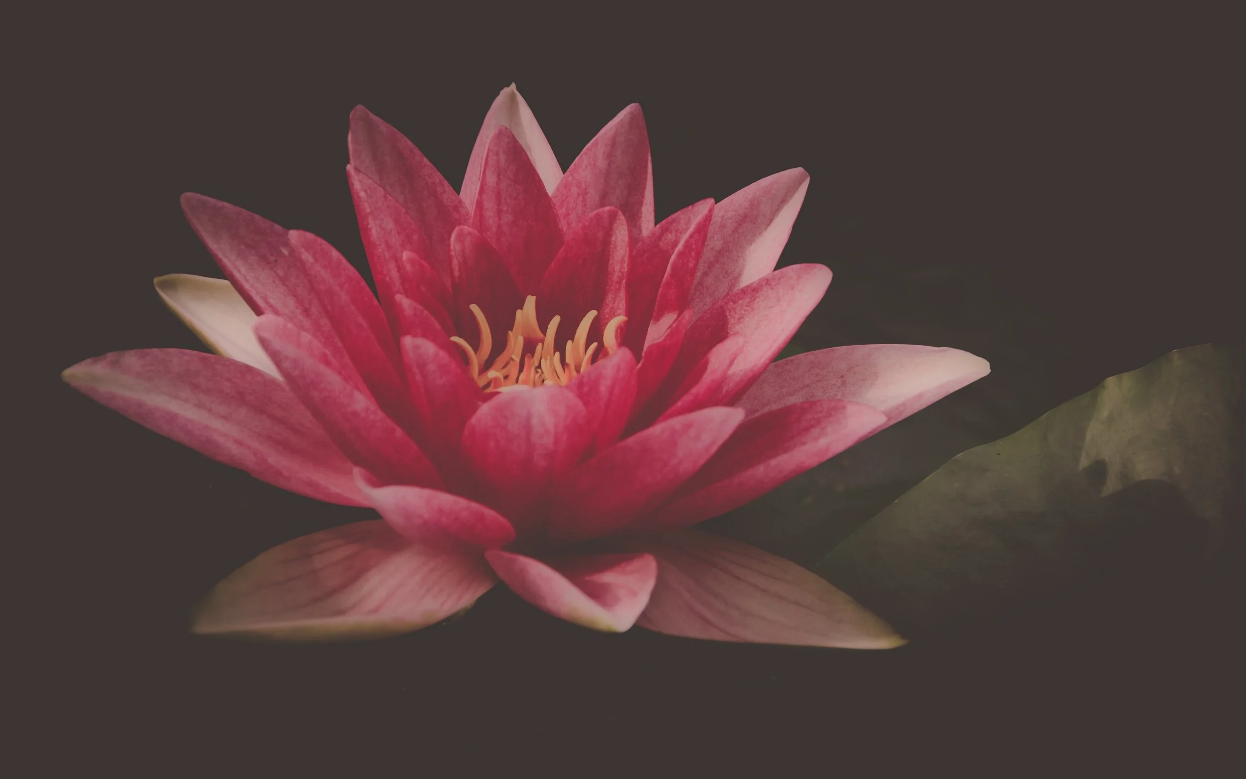 Photo by Ylanite Koppens - possible background 2.jpg
