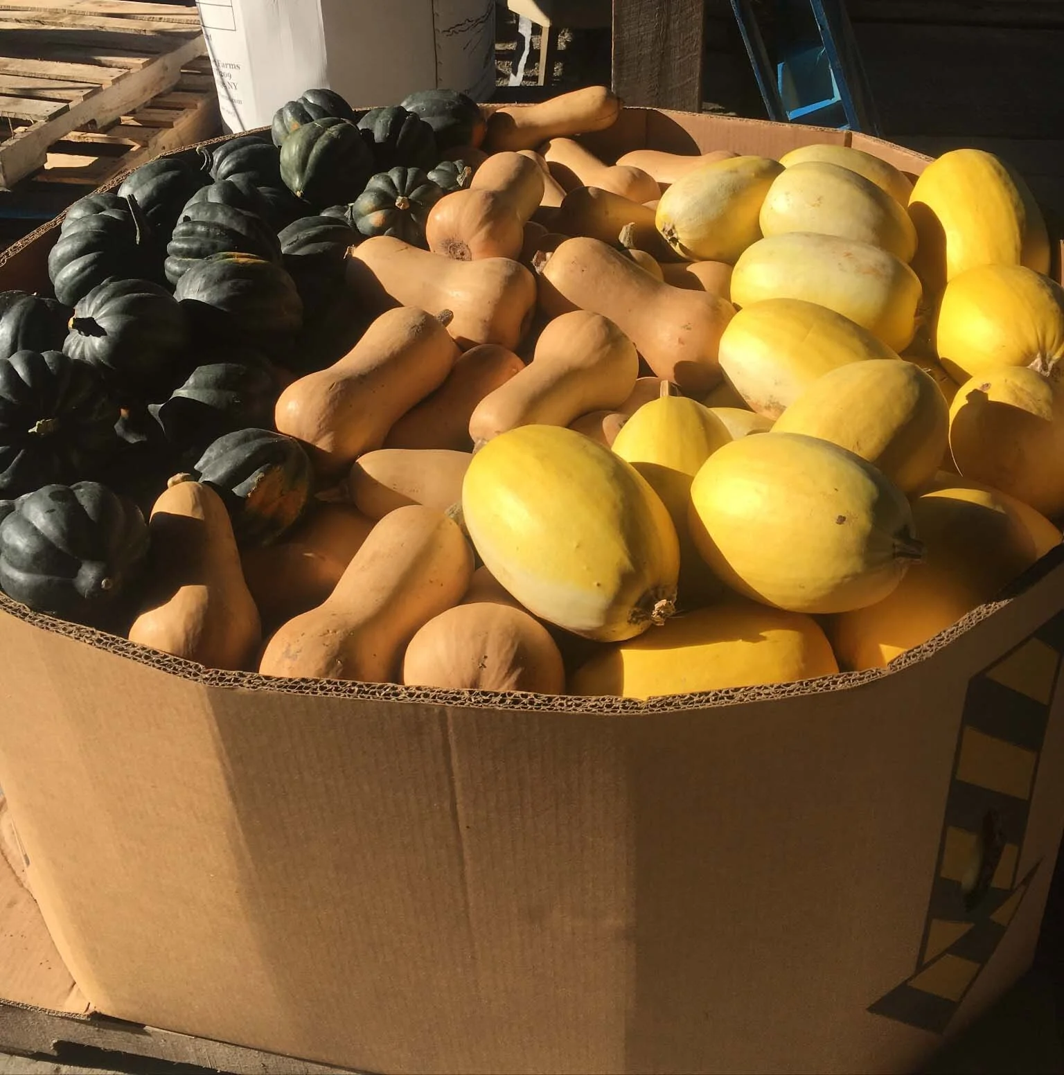 whole sale-ny-davenports-winter squash by the pallet.jpg