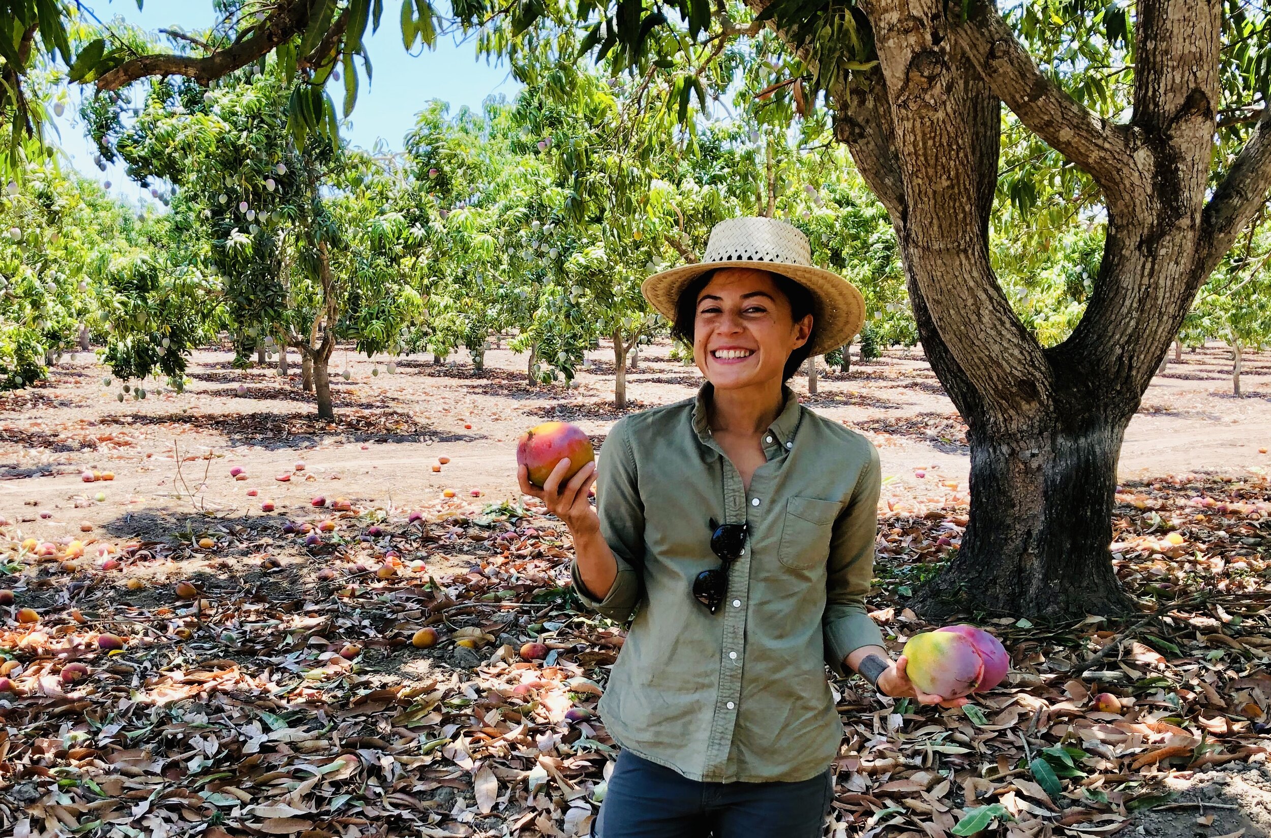 inspector@mangoOrchard.jpg