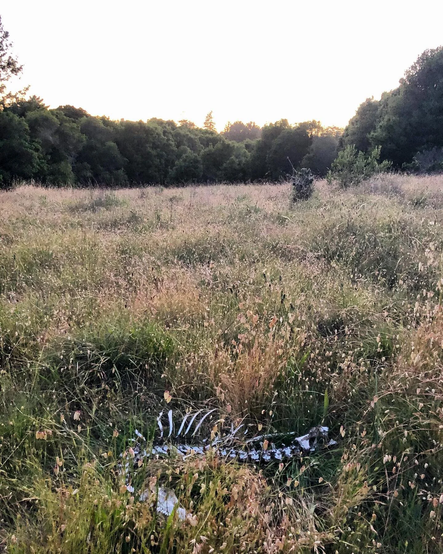 This beautiful meadow ✨
.
.
.
.
.

#sunset #senderismo #simpleabundance #vivirdespacio #quietude #slowliving