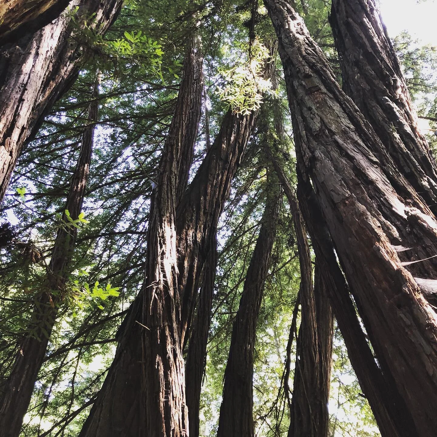 &ldquo;𝒩𝑜𝓌 𝒾𝓈 𝒶𝓁𝓌𝒶𝓎𝓈 𝓉𝒽𝑒 𝓉𝒾𝓂𝑒, and the fruit is always ripe.&nbsp;You just need to gather courage to enter into your inner forest&rdquo;
El mensaje de este momento, el mensaje que necesitaba recibir de&nbsp;más de una manera.&nbsp;