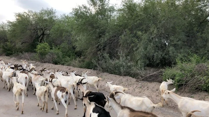 Pastor en su bici
Momentos curiosos del camino... 
.
.
.
.
.
#camino #goatherd #journey
