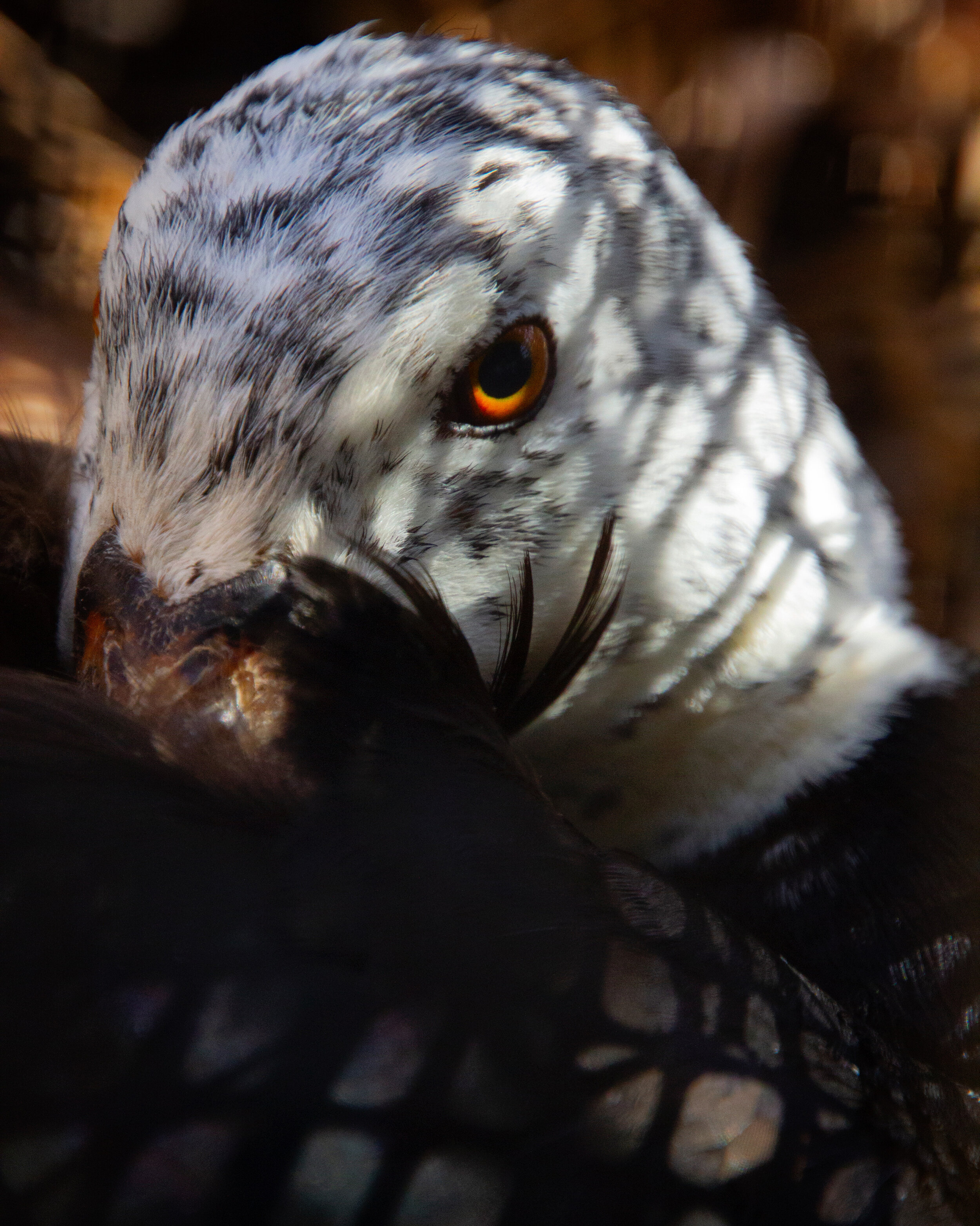 B8115B68-E306-480A-AEF8-AFBD4910BF4C 2.JPG