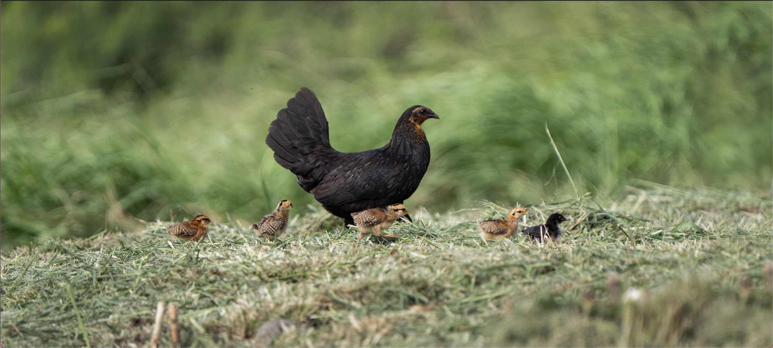 Screen Shot 2023-04-08 at 5.01.17 PM.png