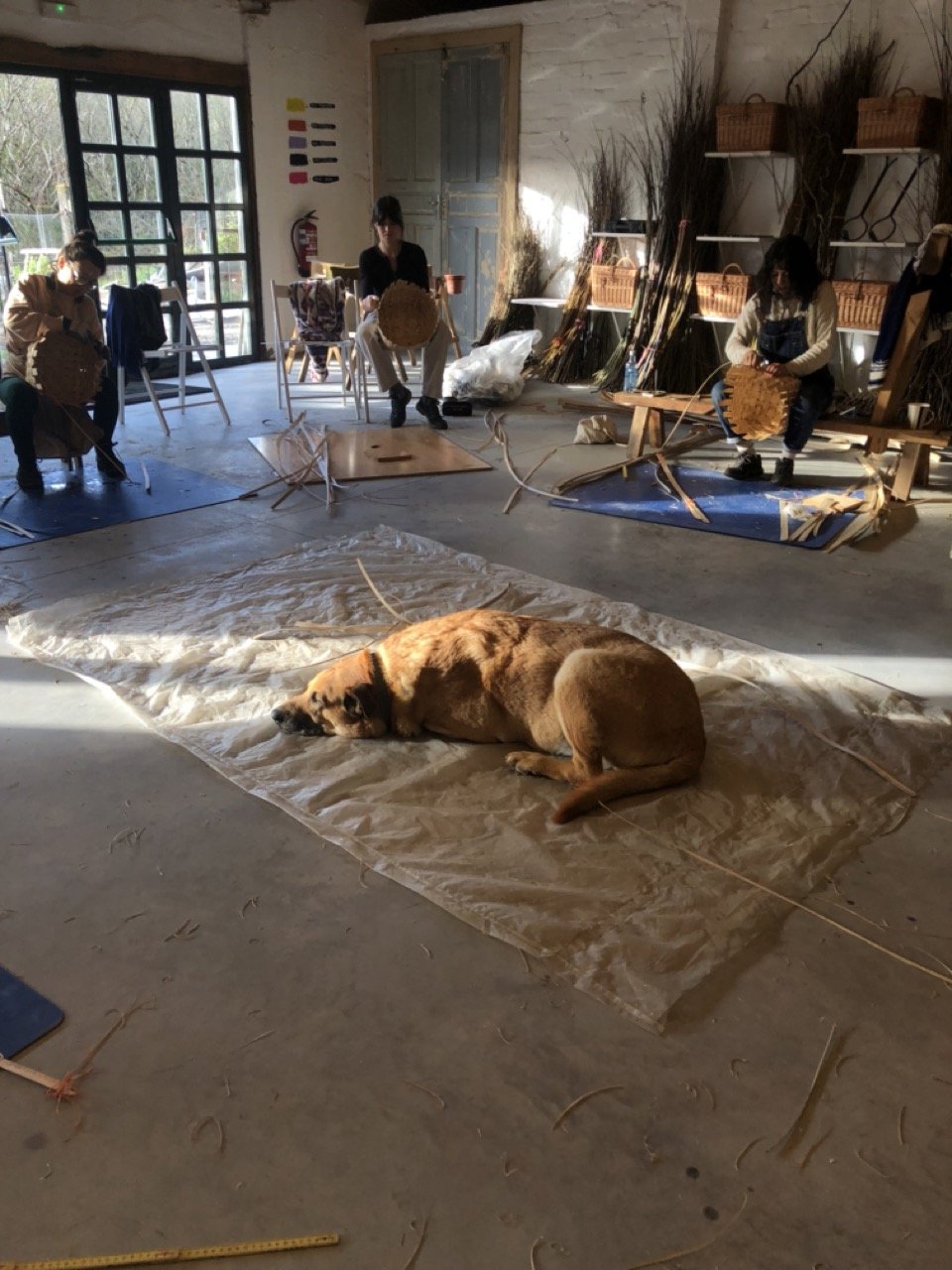 IMG_5412 en tamaño grande.jpeg